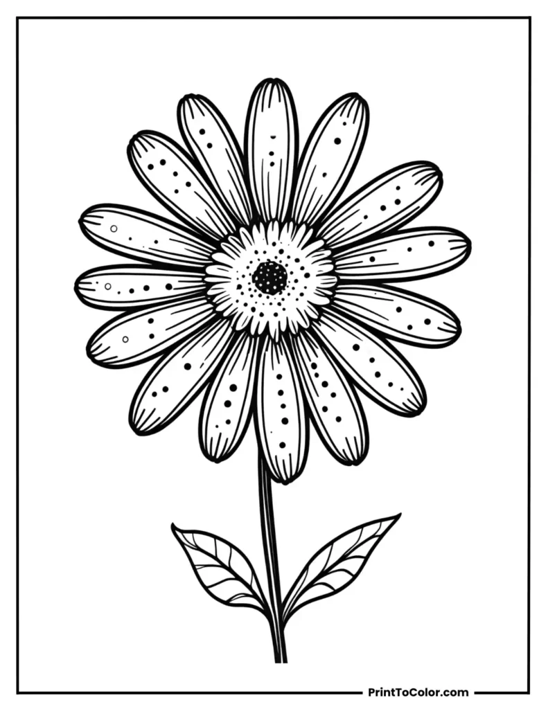 A beautiful Daisy with a dot petal