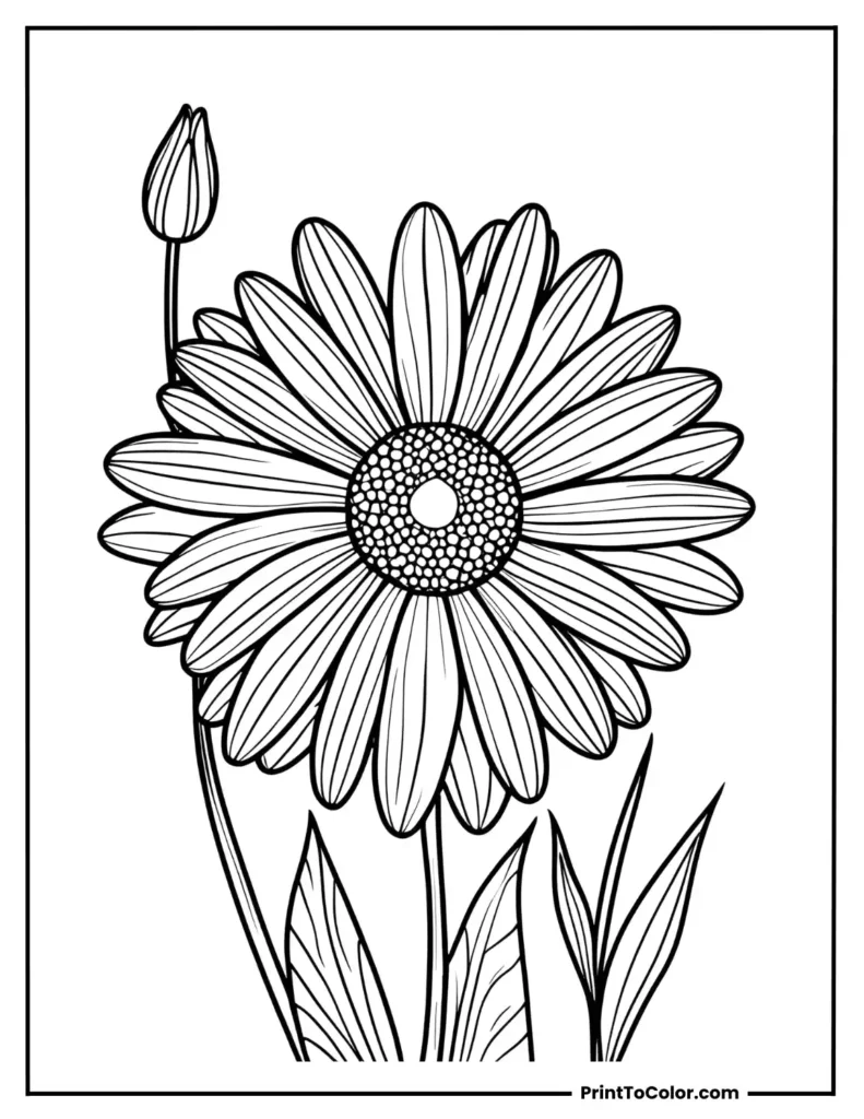 Daisy with gentle wave patterns on its petals