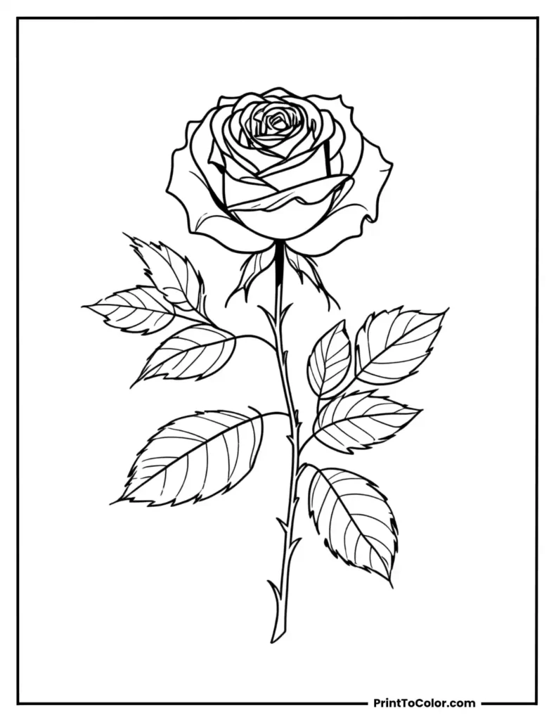 A beautiful rose with elegant leaf patterns on its stem