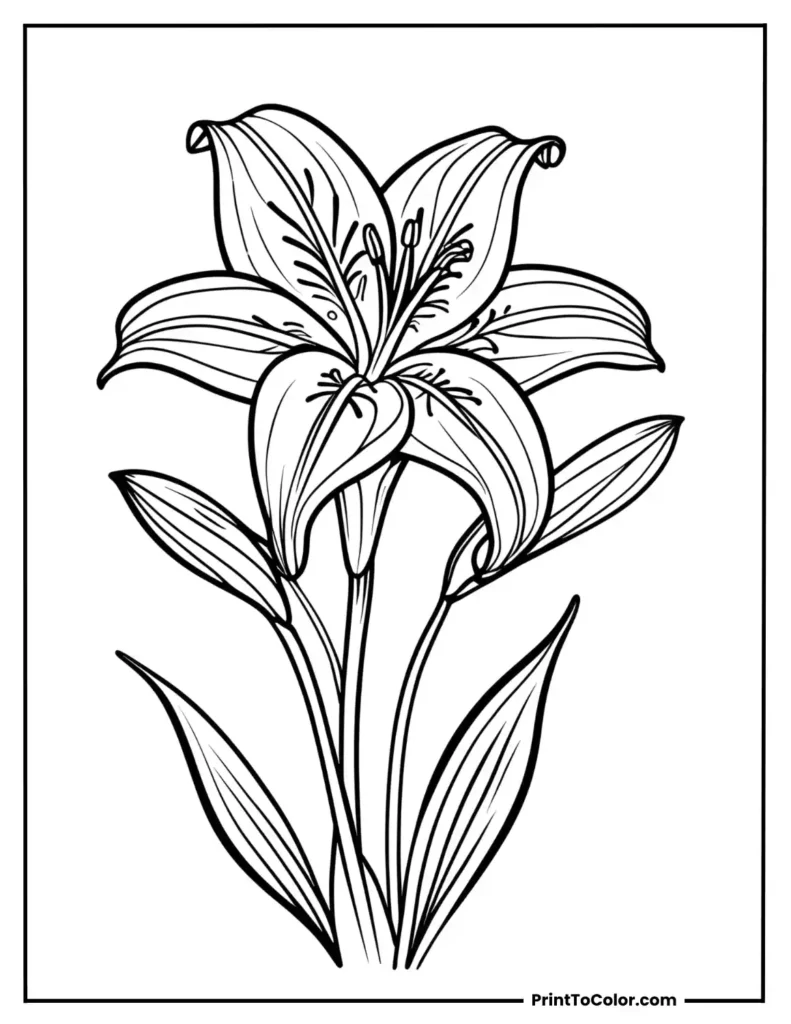 A cute lily with gentle swirl patterns on its petals