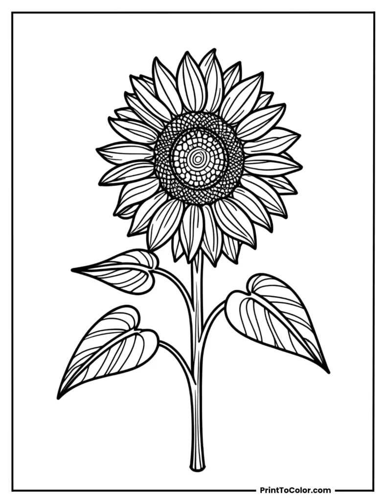 A happy sunflower with simple swirl patterns on its petals