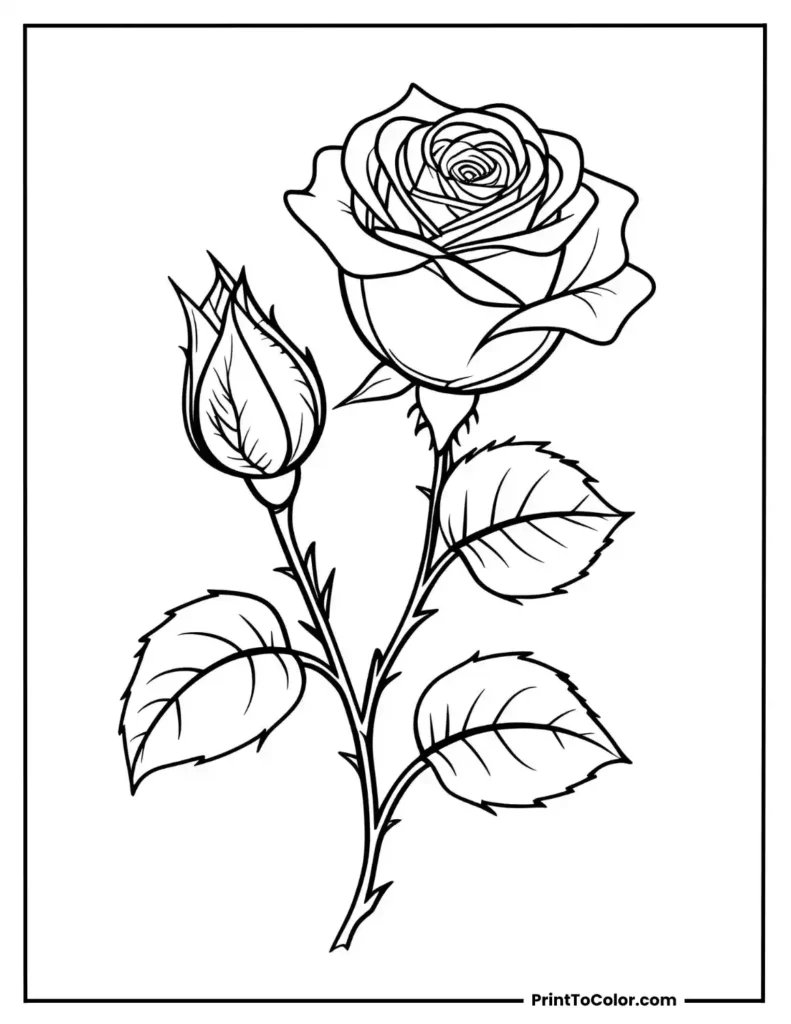 A rose bud just beginning to bloom with a bloomed rose