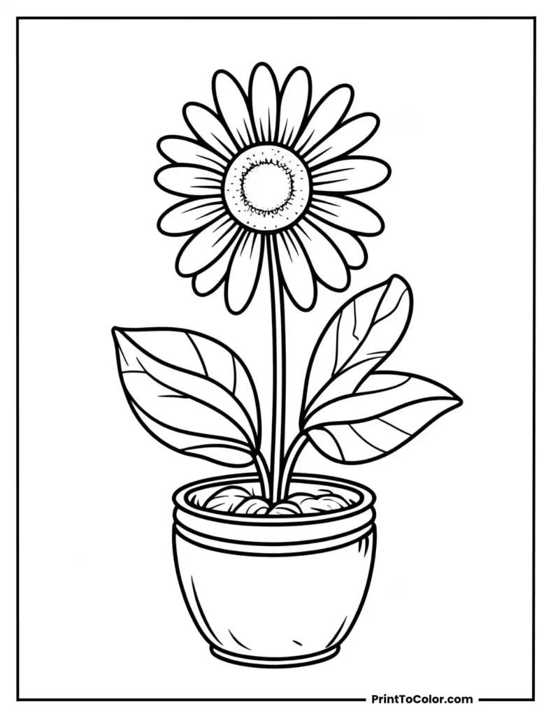 Daisy growing in a small flowerpot with