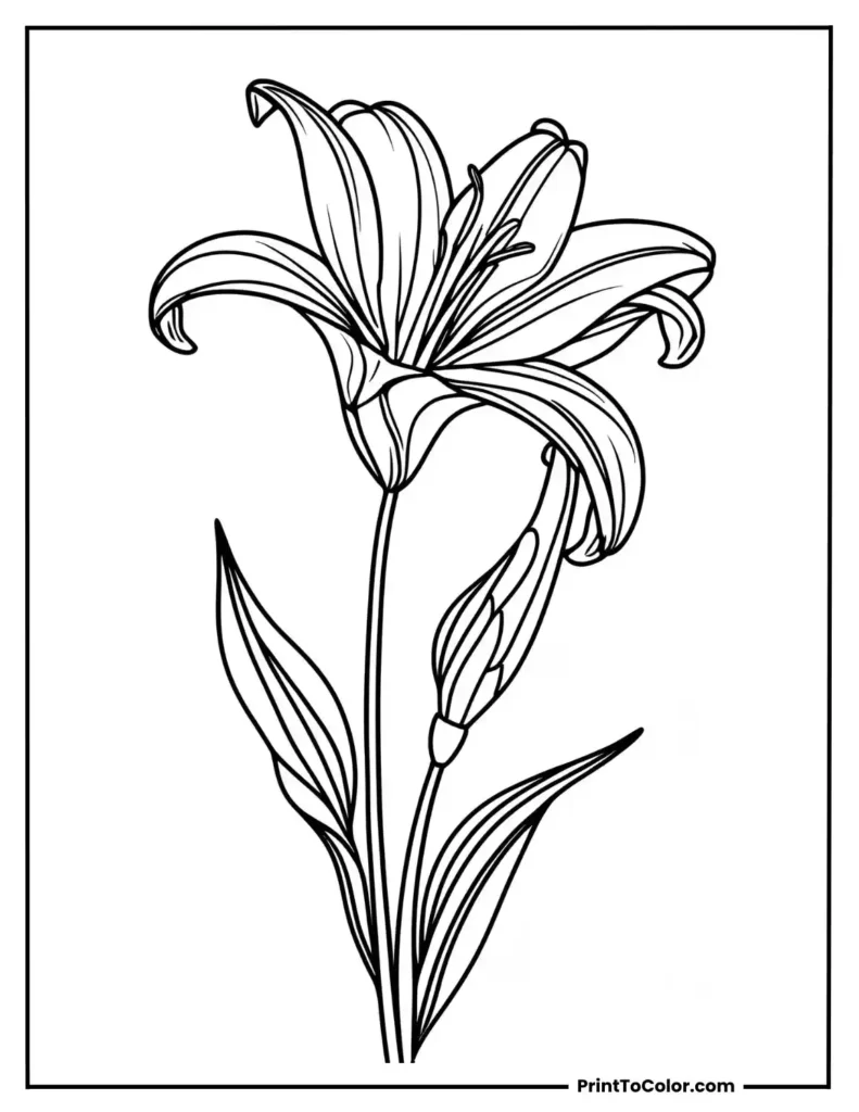Side-view of a lily in bloom