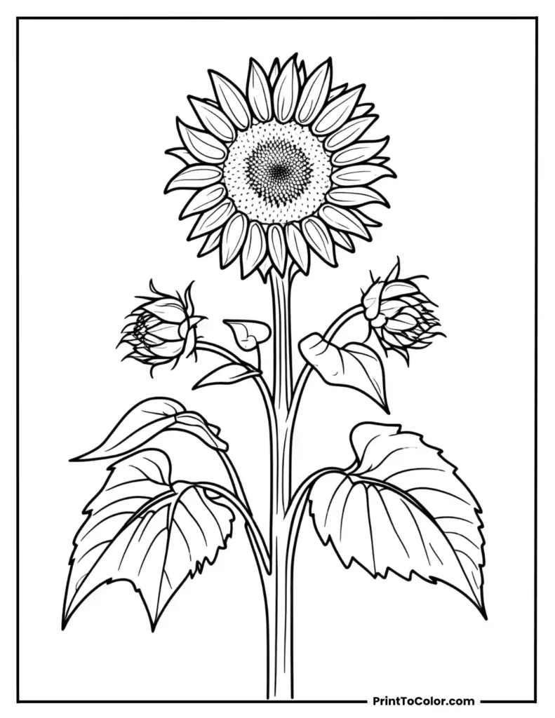 Sunflower stem with one open bloom and two buds