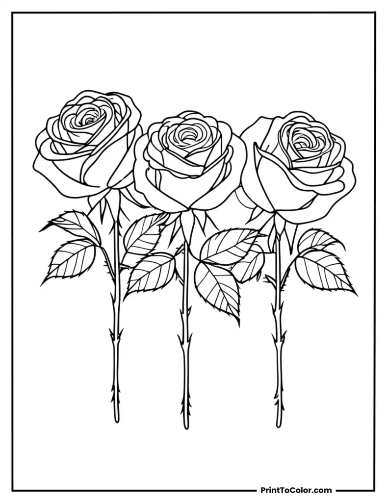 Three roses arranged diagonally in a straight line