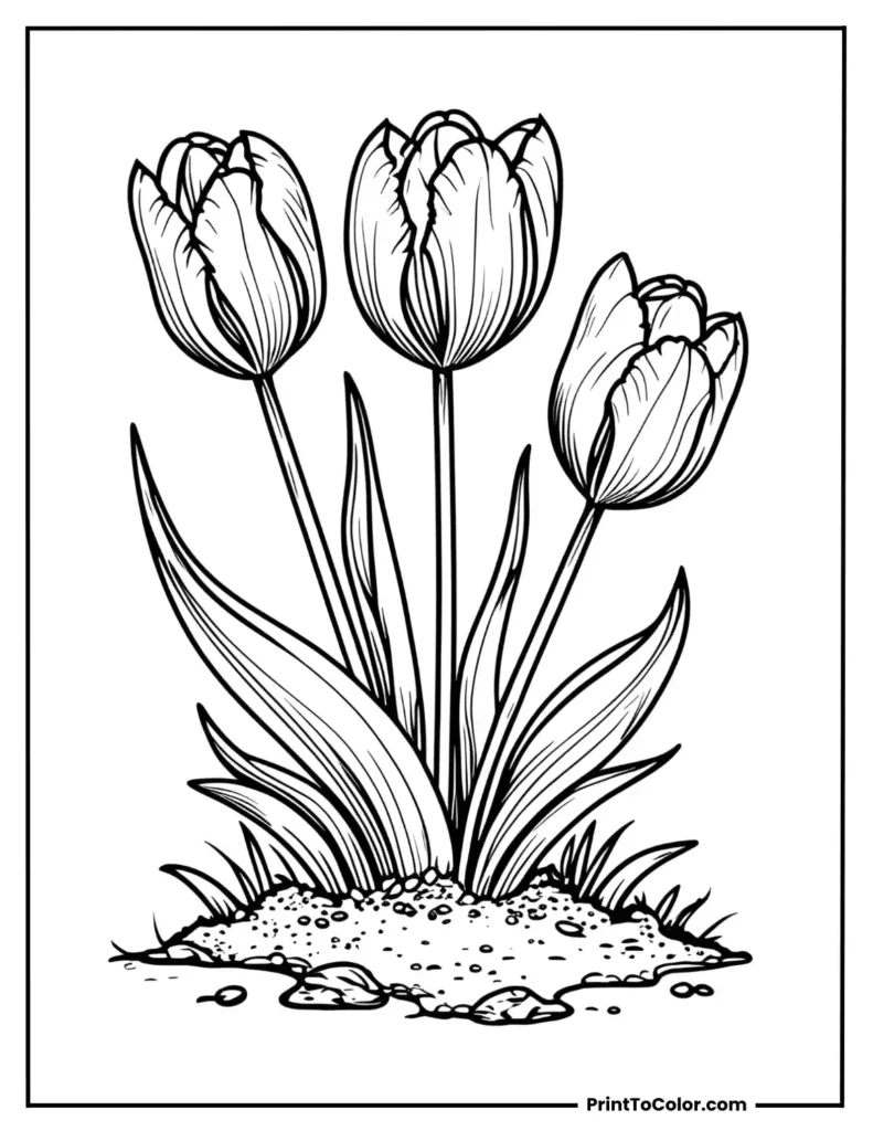 Three tulips growing out of a patch of soil