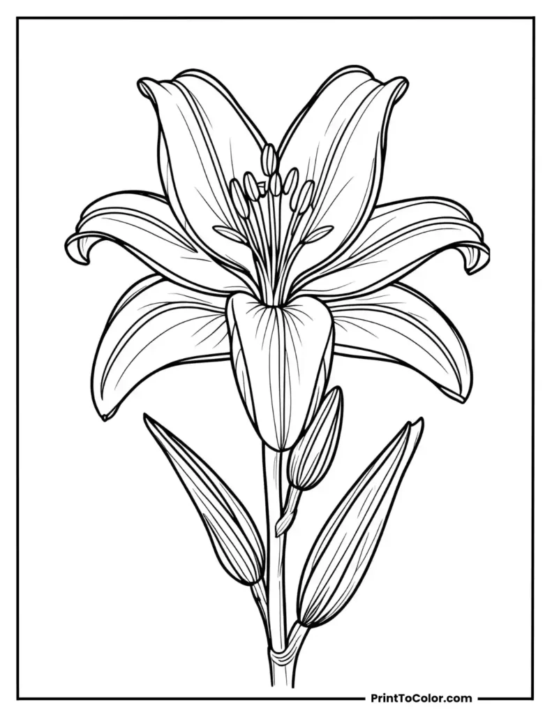 Top-down view of a fully opened lily bloom