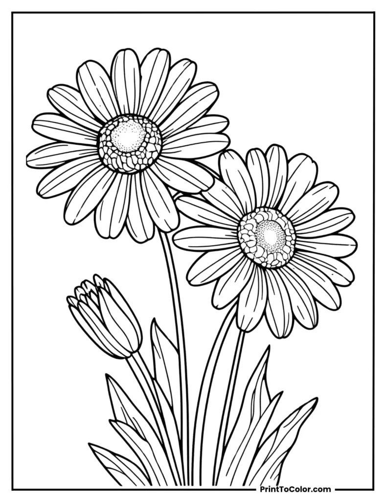 2 blooming daisies with 1 closed bud