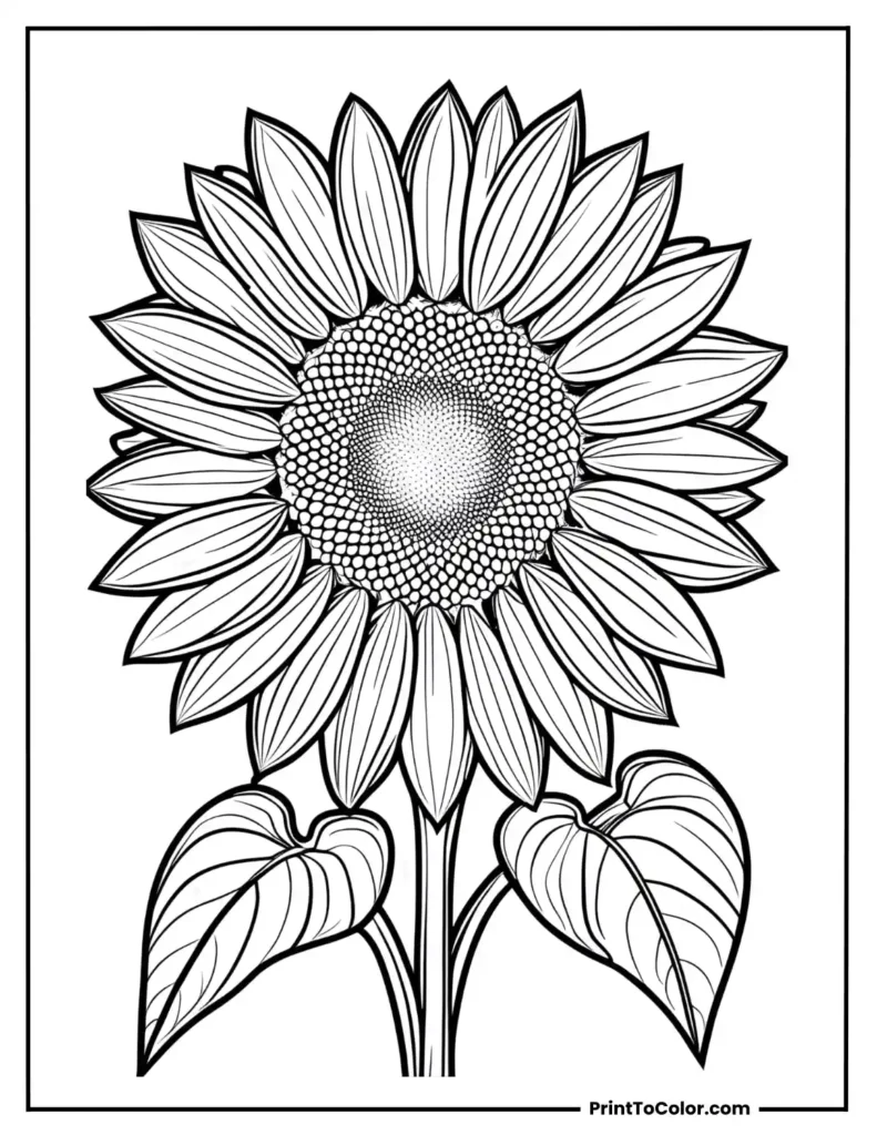 A big sunflower with two leaves on each side