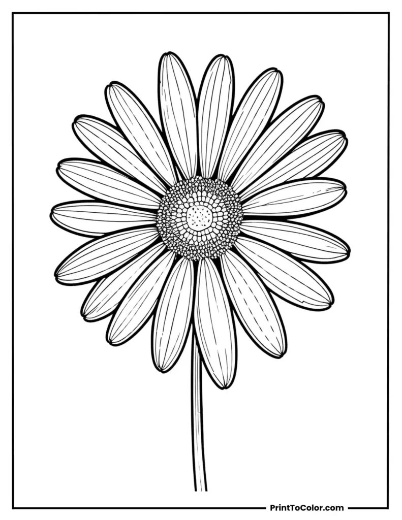 Daisy bloom with symmetrical pet