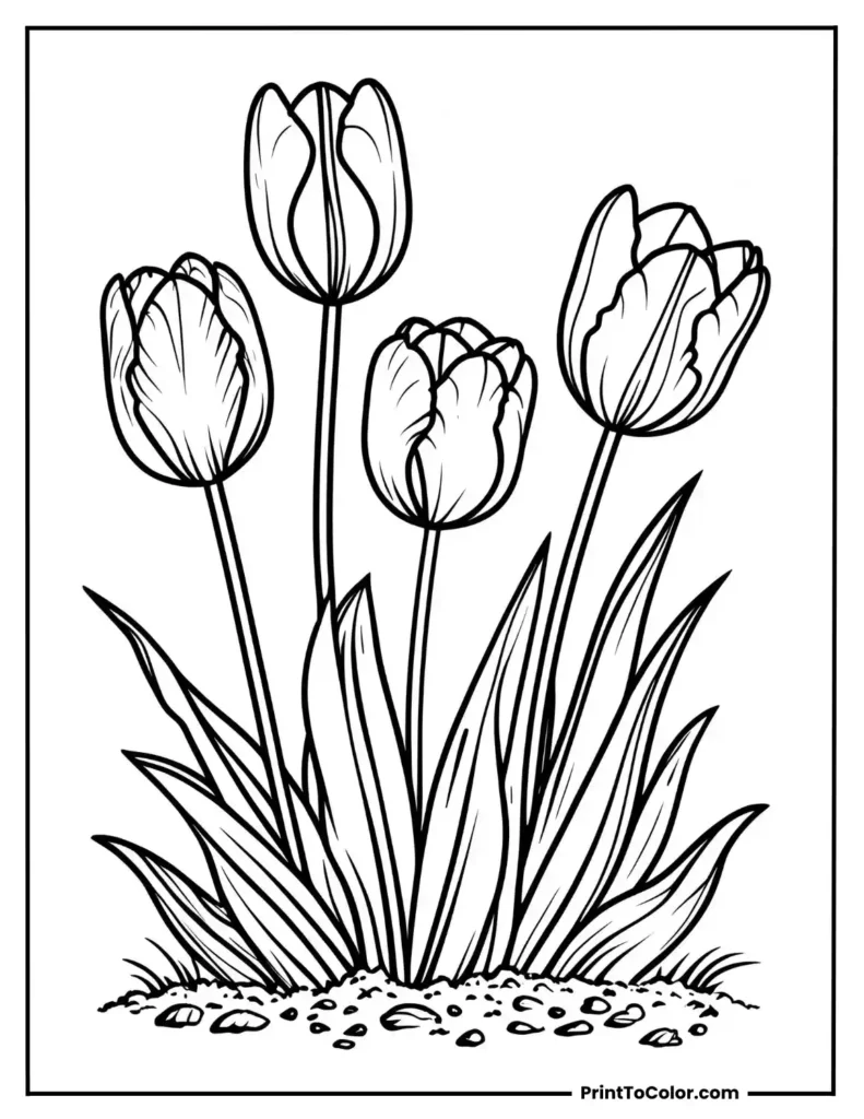 Four tulips with big leaves growing out of a patch of soil