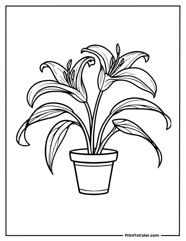 Two Lily growing in a flowerpot with curved leaves