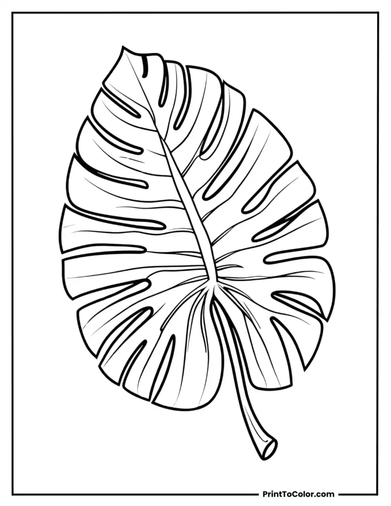 Large tropical monstera leaf