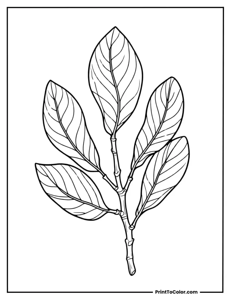 Magnolia leaf with visible midrib and veins