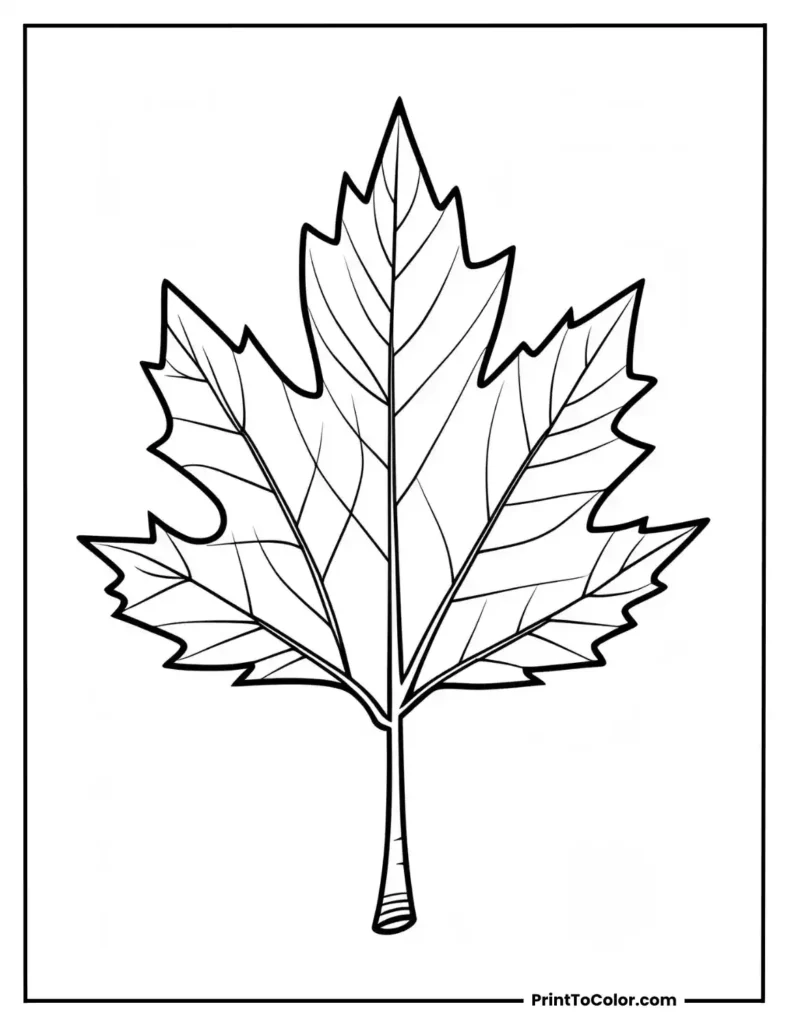 Single birch leaf with stem and veins