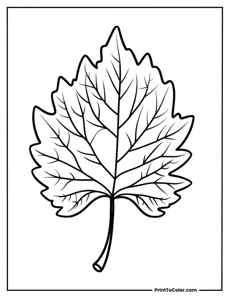 Single large leaf with autumn-style curling edges