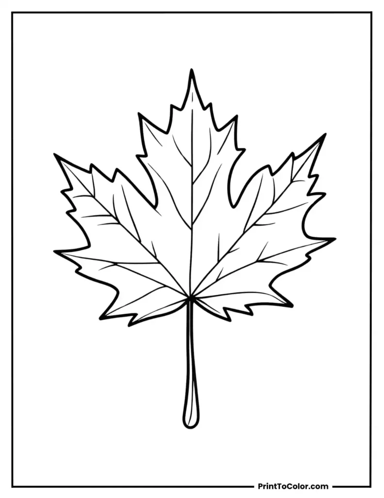 Single maple leaf