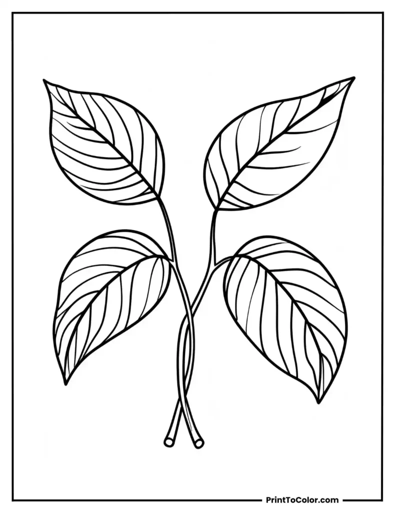 leaves crossing at the stem