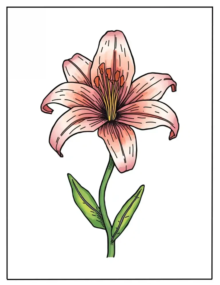 lily coloring pages