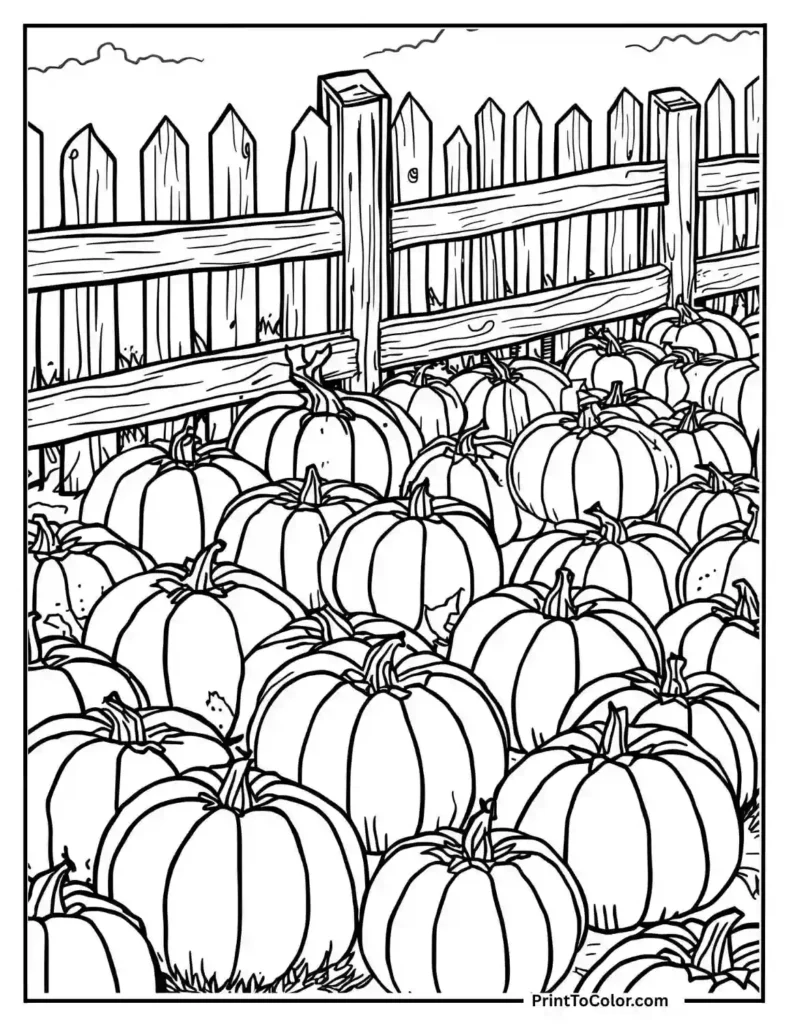 pumpkin patch with rustic wooden fence