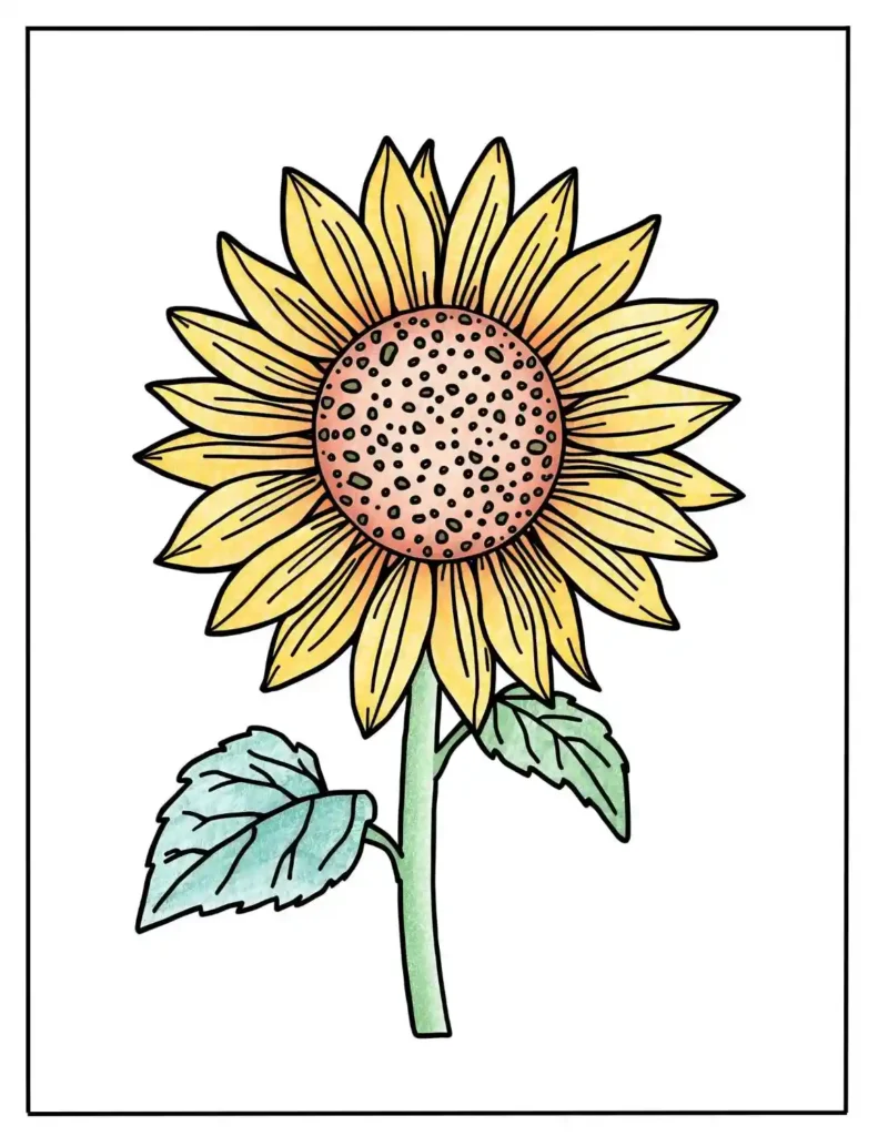 sunflower coloring pages